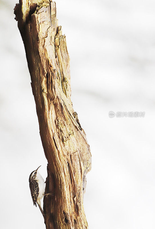 爬树虫(Certhia familiaris)